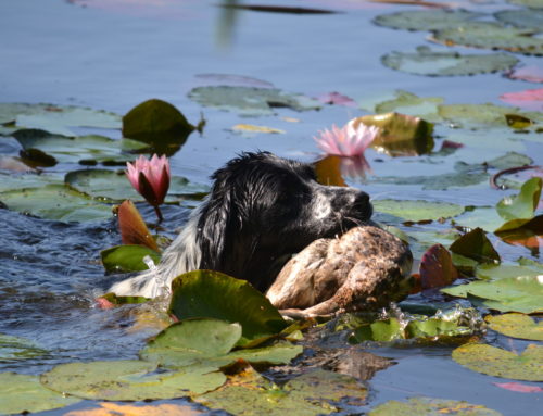 Gelungene Übungstage am Wasser