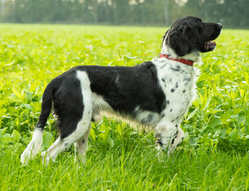 Gebrauchshund